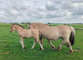 Fjord Horses Mix, Mare, 1 year