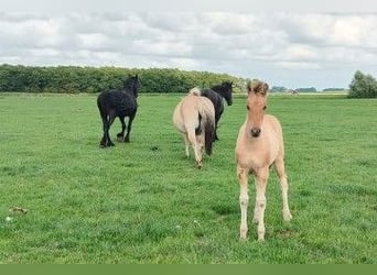 Fjord Horses Mix, Mare, 1 year