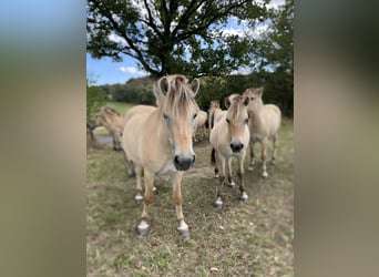 Fjord Horses, Mare, 1 year, Dun