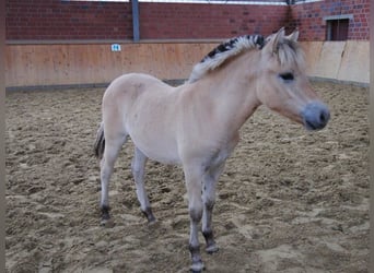 Fjord Horses, Mare, 1 year