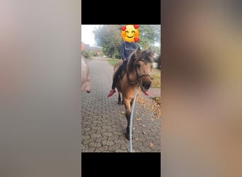 Fjord Horses, Mare, 20 years, 13.2 hh, Dun