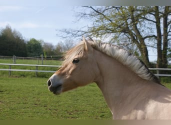 Fjord Horses, Mare, 21 years, 13.3 hh, Dun