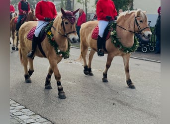Fjord Horses, Mare, 23 years, 13.3 hh