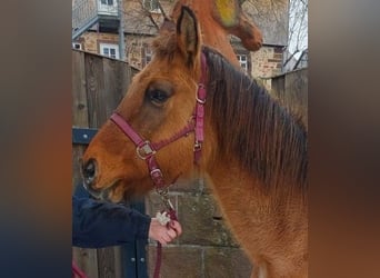 Fjord Horses Mix, Mare, 28 years, 14,2 hh, Dun