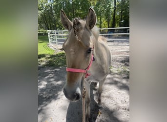 Fjord Horses, Mare, 2 years, 12 hh, Dun