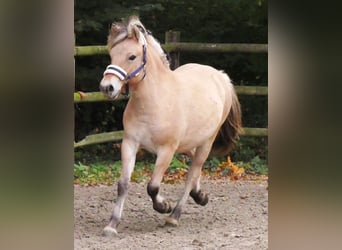 Fjord Horses, Mare, 2 years, 12,1 hh