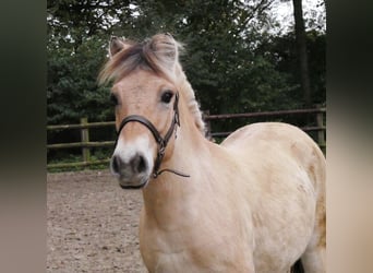 Fjord Horses, Mare, 2 years, 13.2 hh