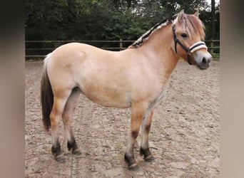 Fjord Horses, Mare, 2 years, 13,2 hh