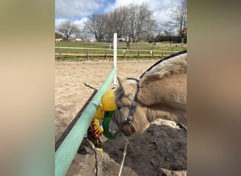 Fjord Horses, Mare, 2 years, 14 hh, Dun