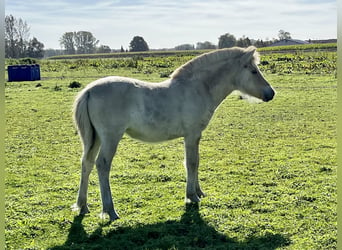 Fjord Horses, Mare, 2 years