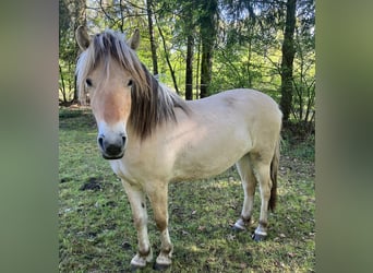 Fjord Horses, Mare, 3 years, 12,3 hh, Dun