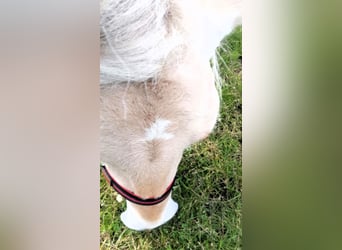 Fjord Horses, Mare, 3 years, 13,2 hh, Dun