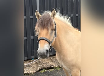 Fjord Horses, Mare, 3 years, 13,2 hh, Dun