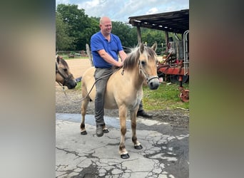 Fjord Horses, Mare, 3 years, 13,2 hh, Dun