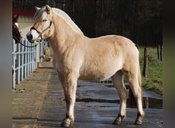 Fjord Horses, Mare, 3 years, 13,3 hh, Dun