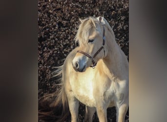 Fjord Horses, Mare, 3 years, 14.1 hh, Dun