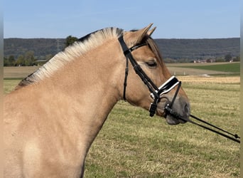 Fjord Horses, Mare, 3 years, 14.2 hh, Dun