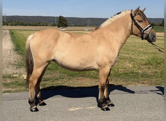 Fjord Horses, Mare, 3 years, 14.2 hh, Dun