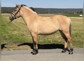 Fjord Horses, Mare, 3 years, 14.2 hh, Dun