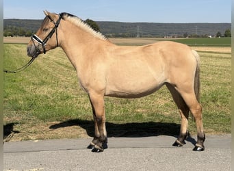 Fjord Horses, Mare, 3 years, 14.2 hh, Dun