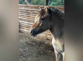 Fjord Horses, Mare, 3 years, 14 hh, Dun
