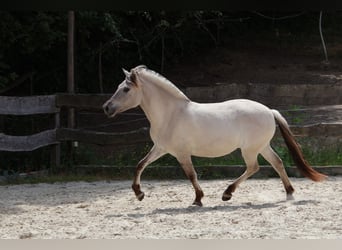 Fjord Horses, Mare, 3 years, 14 hh, Dun
