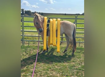 Fjord Horses, Mare, 3 years, 14,1 hh, Dun