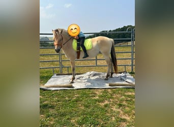 Fjord Horses, Mare, 3 years, 14,1 hh, Dun