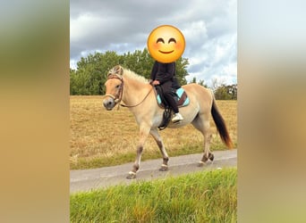 Fjord Horses, Mare, 3 years, 14,1 hh, Dun