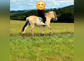 Fjord Horses, Mare, 3 years, 14,1 hh, Dun