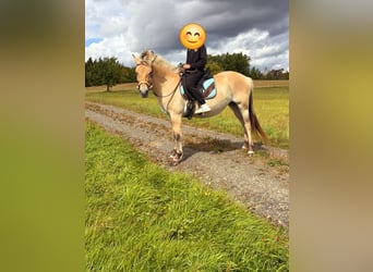 Fjord Horses, Mare, 3 years, 14,1 hh, Dun