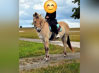 Fjord Horses, Mare, 3 years, 14,1 hh, Dun