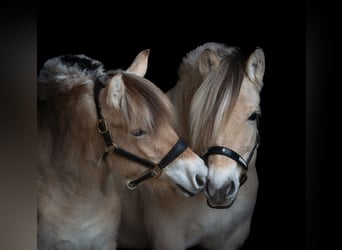 Fjord Horses, Mare, 3 years, 14,1 hh