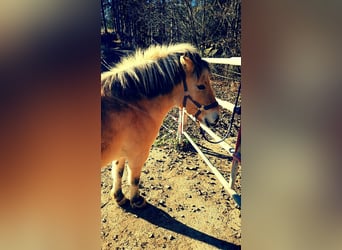 Fjord Horses, Mare, 3 years, 15.2 hh