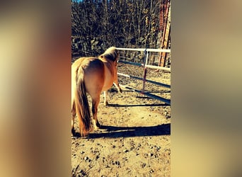 Fjord Horses, Mare, 3 years, 15.2 hh