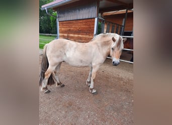 Fjord Horses, Mare, 3 years, Brown Falb mold