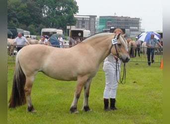 Fjord Horses, Mare, 3 years, Dun