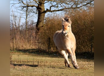 Fjord Horses, Mare, 3 years, Dun