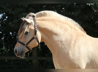 Fjord Horses, Mare, 3 years, Dun