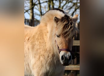 Fjord Horses, Mare, 3 years, Dun