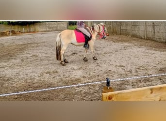 Fjord Horses, Mare, 4 years, 12,1 hh