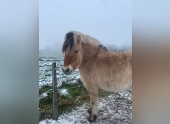 Fjord Horses, Mare, 4 years, 13.2 hh, Dun