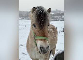 Fjord Horses, Mare, 4 years, 13,1 hh