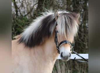 Fjord Horses, Mare, 4 years, 13,2 hh, Dun