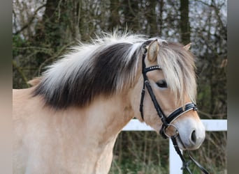 Fjord Horses, Mare, 4 years, 13,2 hh, Dun