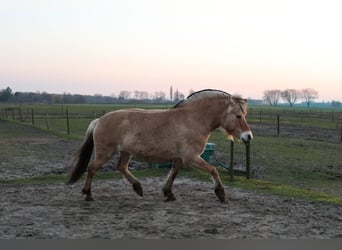 Fjord Horses, Mare, 4 years, 13,2 hh