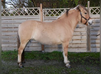 Fjord Horses, Mare, 4 years, 14.1 hh, Dun