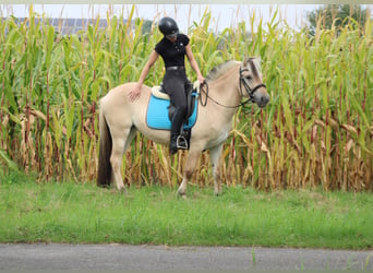 Fjord Horses, Mare, 4 years, 14.1 hh, Dun