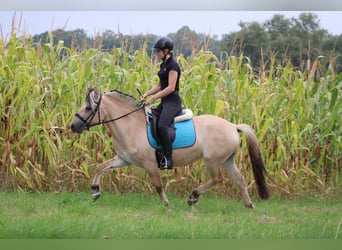Fjord Horses, Mare, 4 years, 14.1 hh, Dun