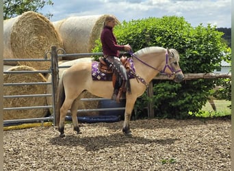 Fjord Horses, Mare, 4 years, 14.1 hh, Dun